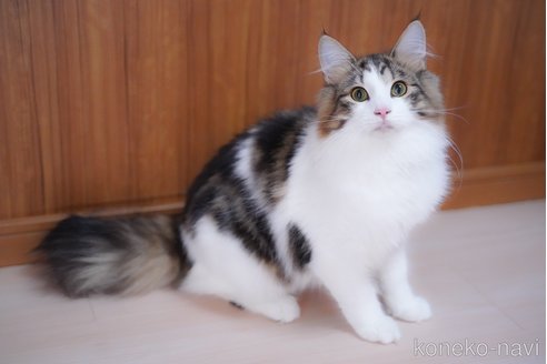 成約済の愛知県のノルウェージャンフォレストキャット-95371の6枚目